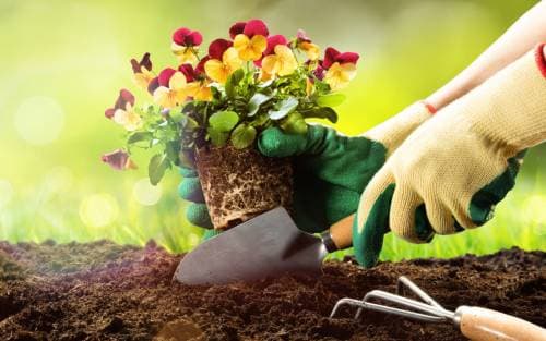 Conseils de jardinage pour les propriétaires de fosse septique