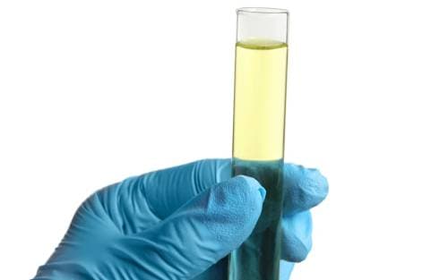 What happens when feces and urine reach the septic tank?