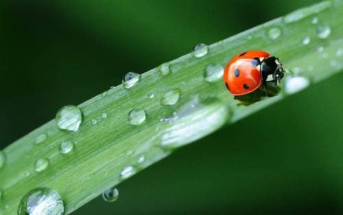 The water cycle and your septic system